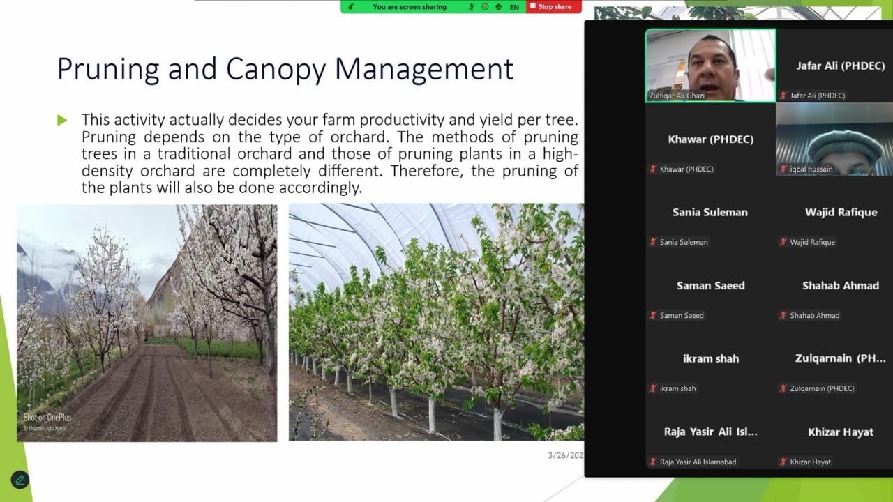 Cherry Orchard Management Techniques (GAP) for Premium Quality & High Yield